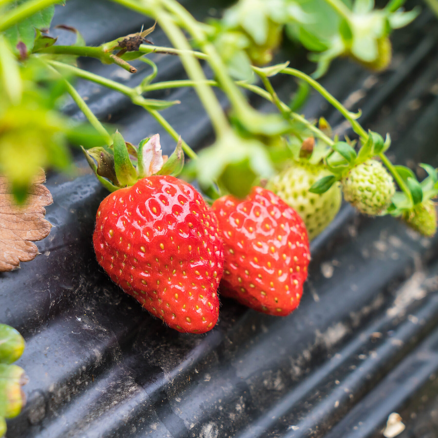 Agriculture farm of strawberry indoor field