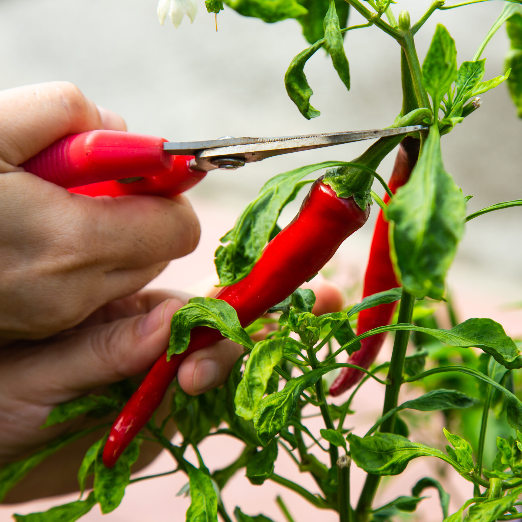 Harvesting red chilli from a home garden