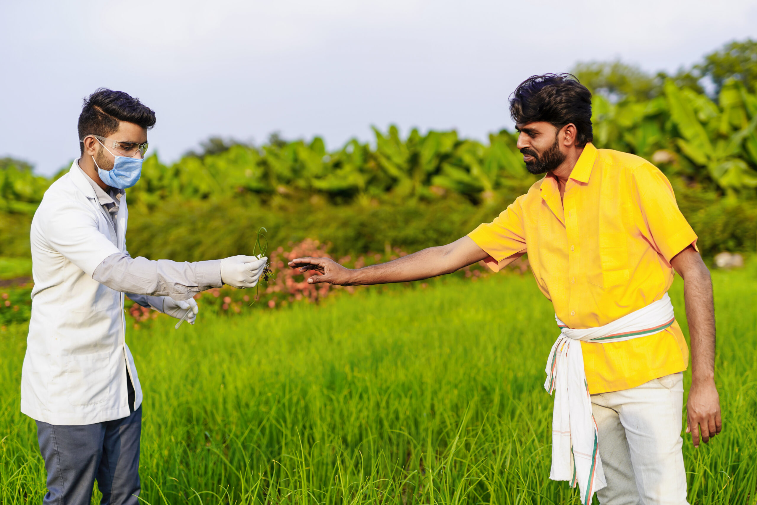 indian Farmer with agronomist examining ear of green vegetable or onion crop in agricultural field
