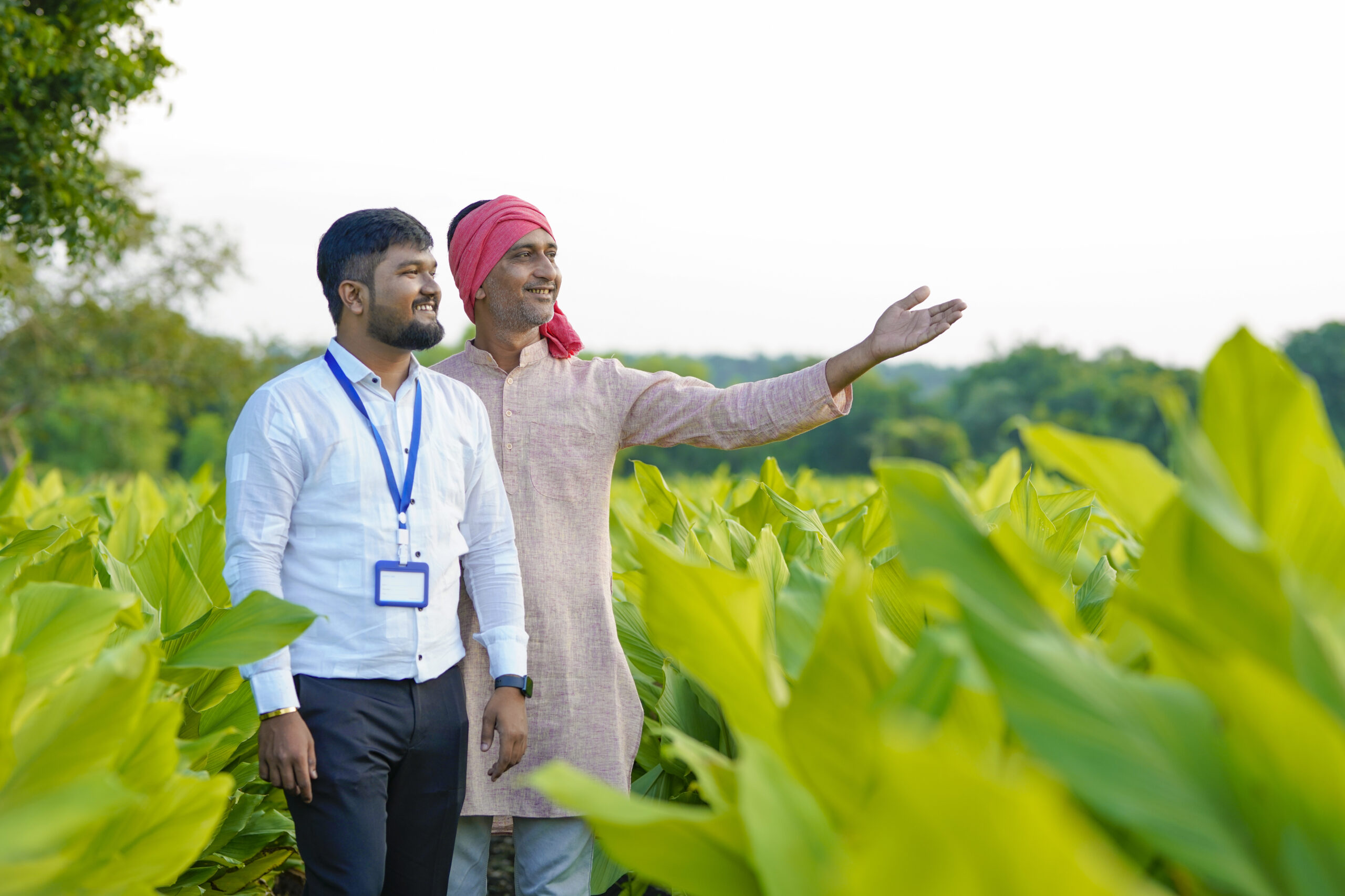 Indian farmer with young indian banker or agronomist at green turmeric field.