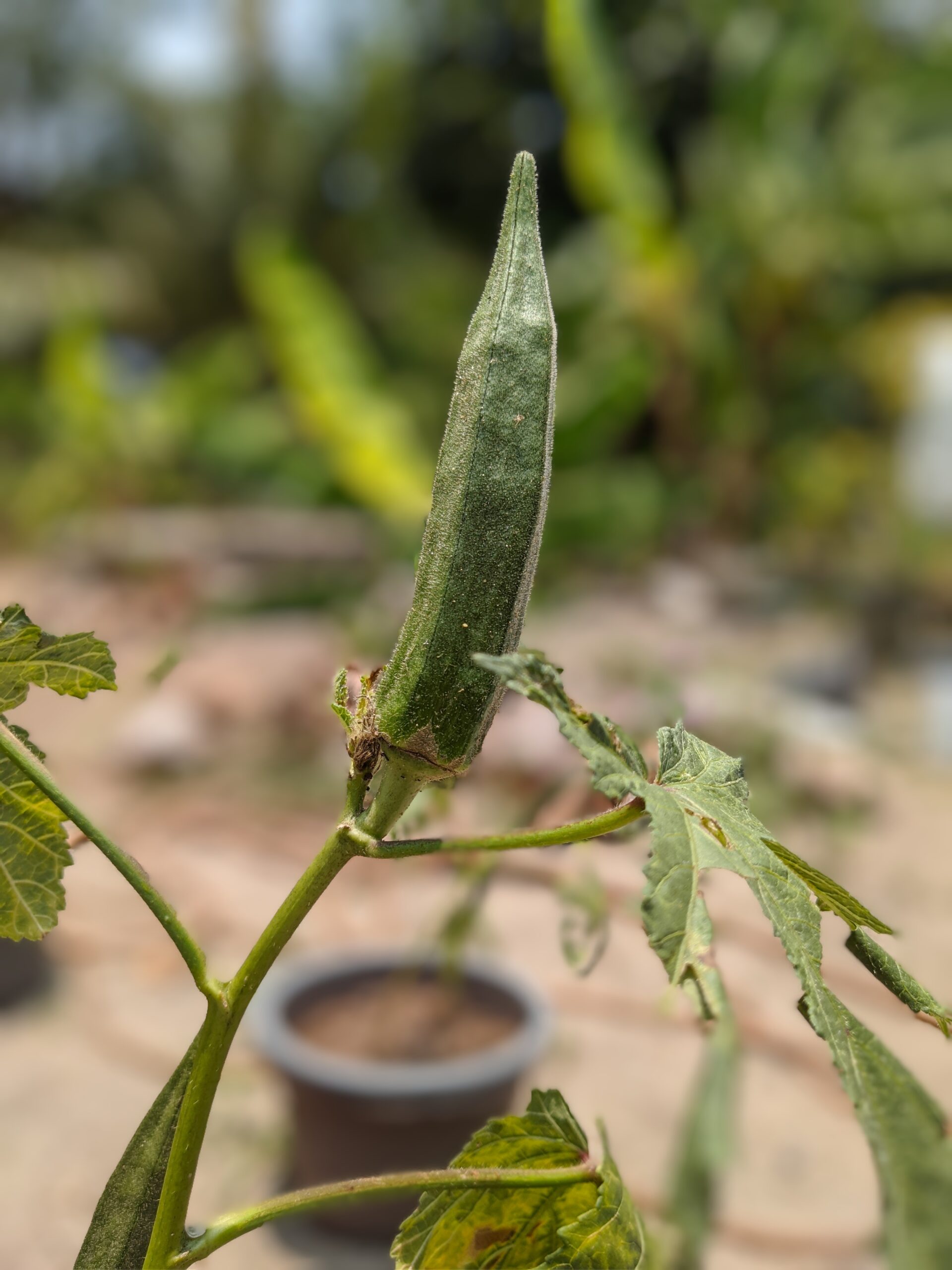portrait-shot-green-okra-vegetables-plant